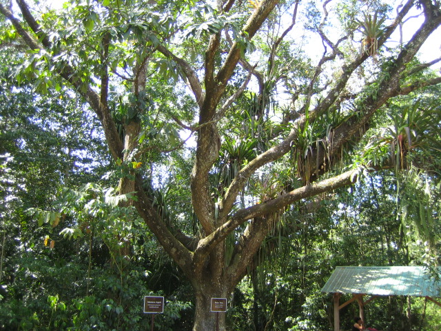Parque nacional Guanacaste (Belice)