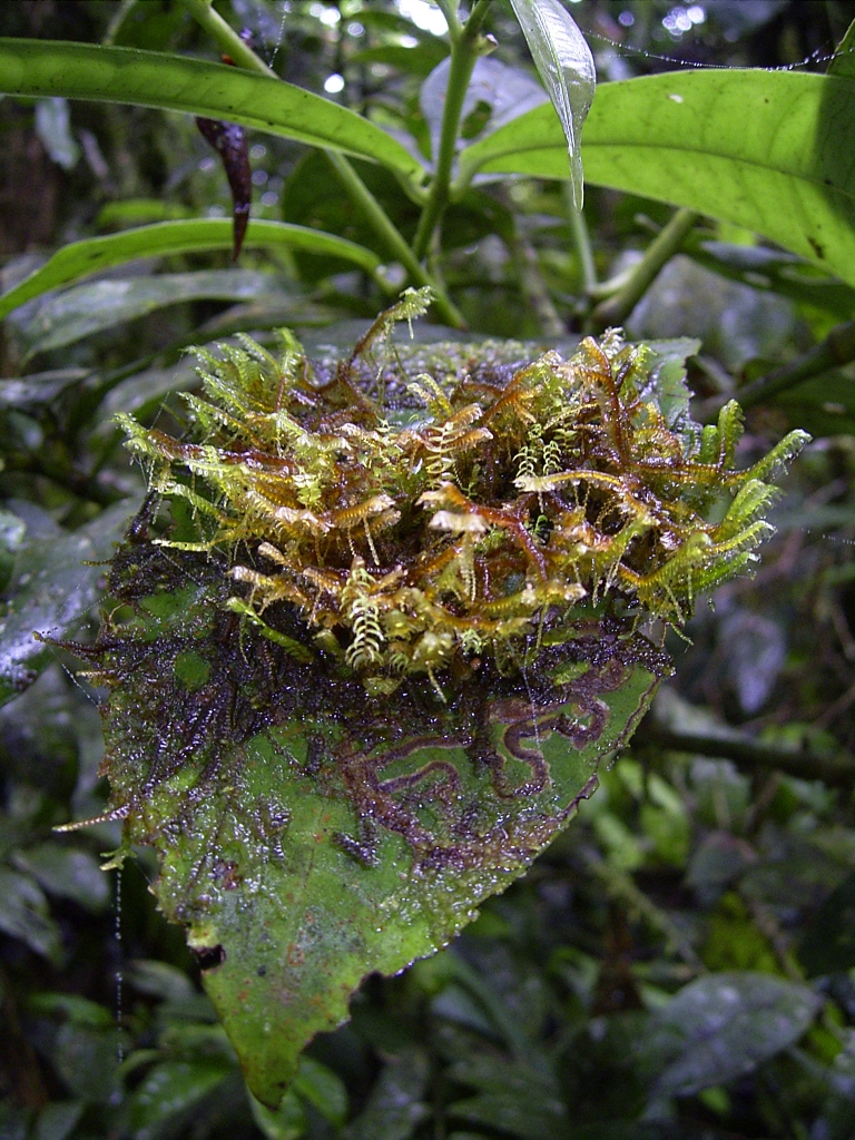 Parque nacional Altos de Campana (Panamá)