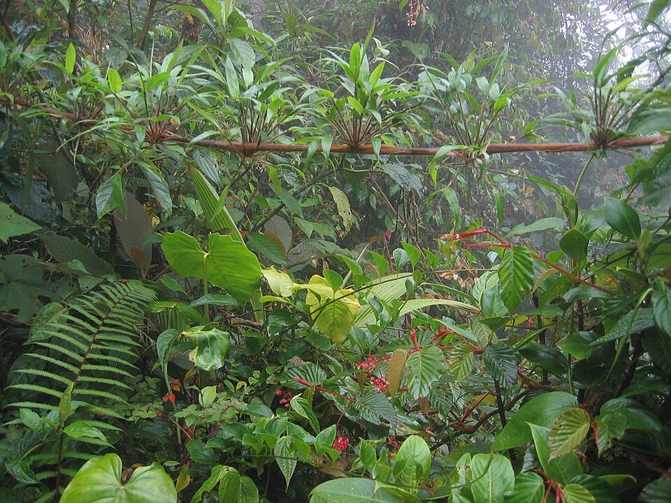 Parque internacional La Amistad (Panamá)