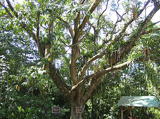 Parque nacional Guanacaste (Belice)
