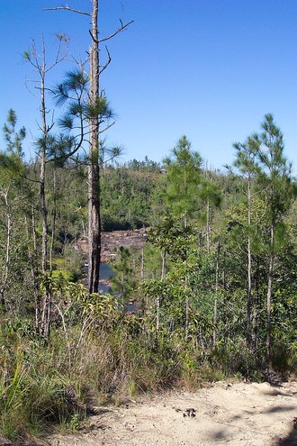 Reserva Forestal Mountain Pine Ridge (Belice)