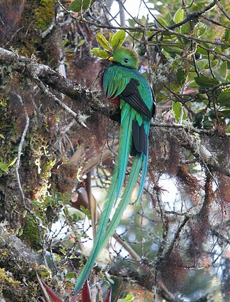 Parque nacional Los Quetzales (Costa Rica)