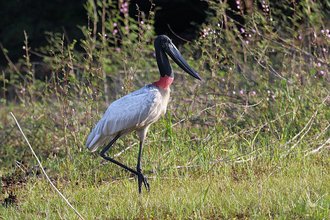 Crooked Tree Wildlife Sanctuary (Belice)