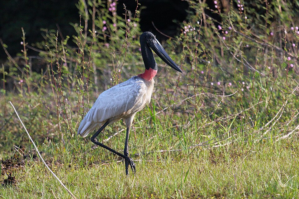 Crooked Tree Wildlife Sanctuary (Belice)