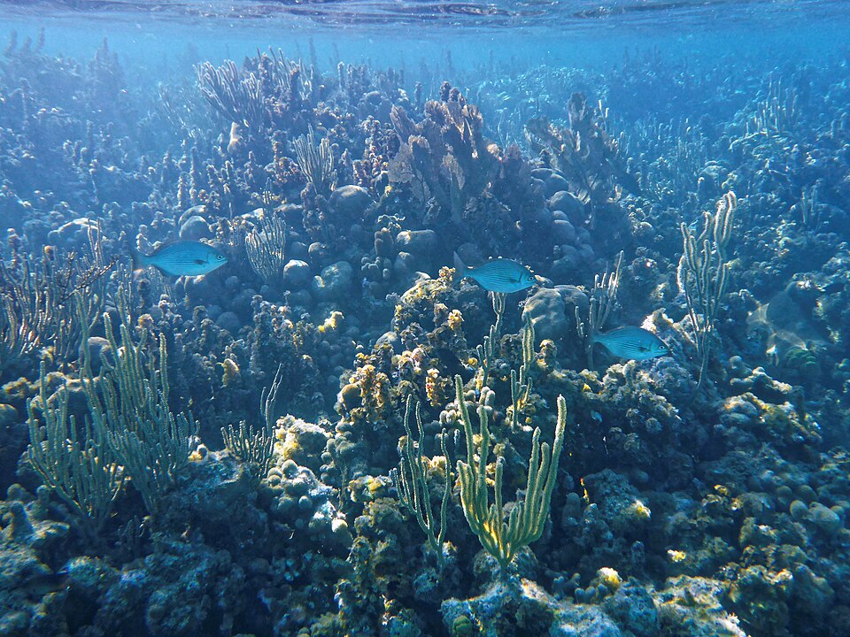 Glover's Reef (Belice)