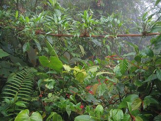Parque internacional La Amistad (Panamá)